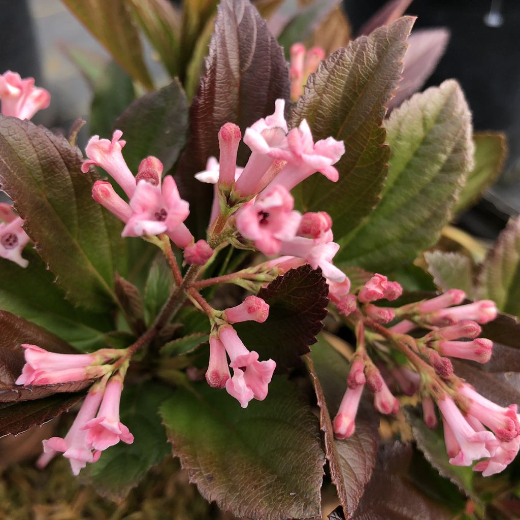 Viburnum bodnantense × suspensum Sweet Talker - Viburno-de-Bodnant