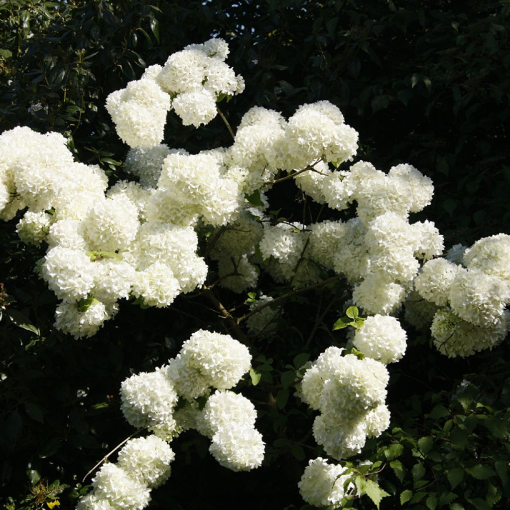 Viburnum macrocephalum - Bola-de-neve-da-china