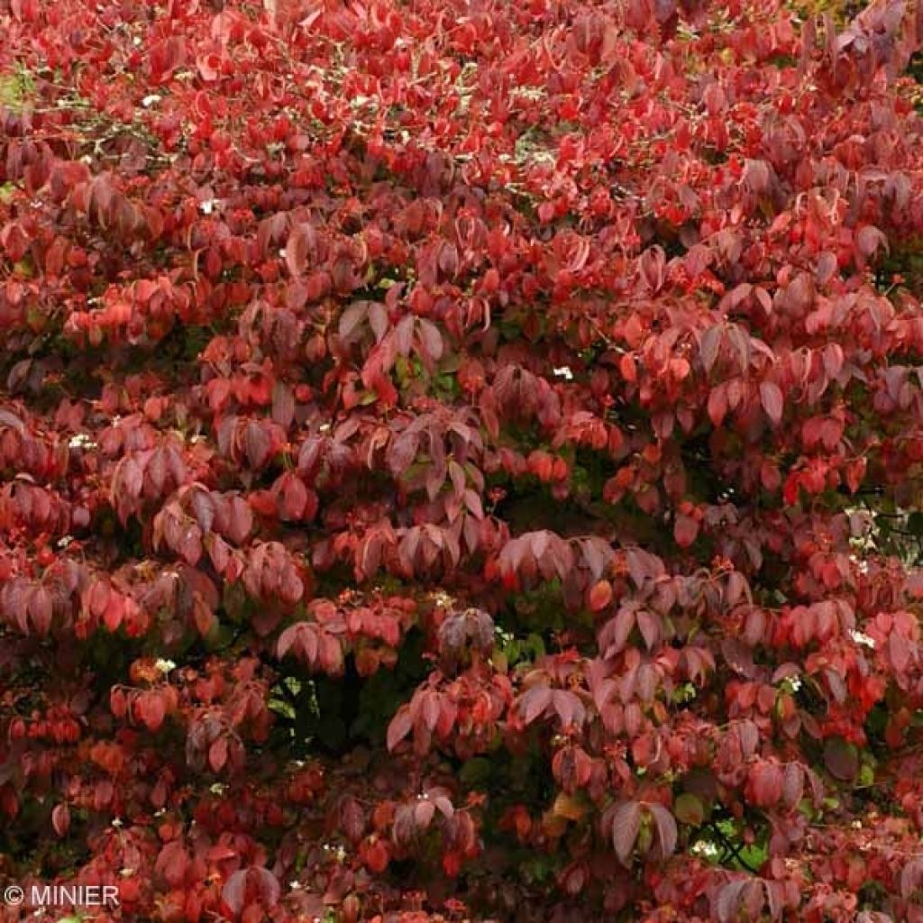 Viburnum plicatum Mariesii Great Star - Viburno-do-japão