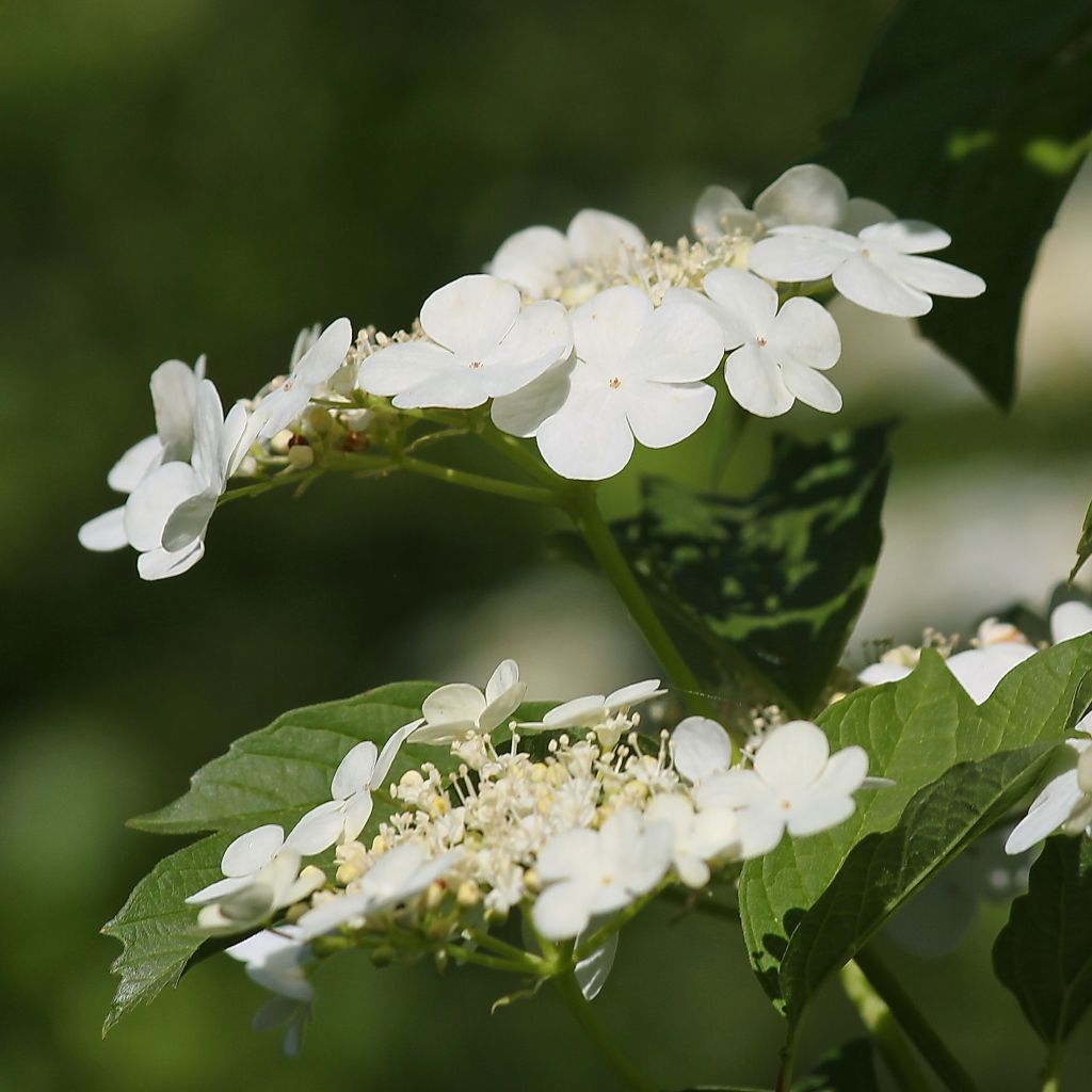 Viburnum opulus - Viburno-comum