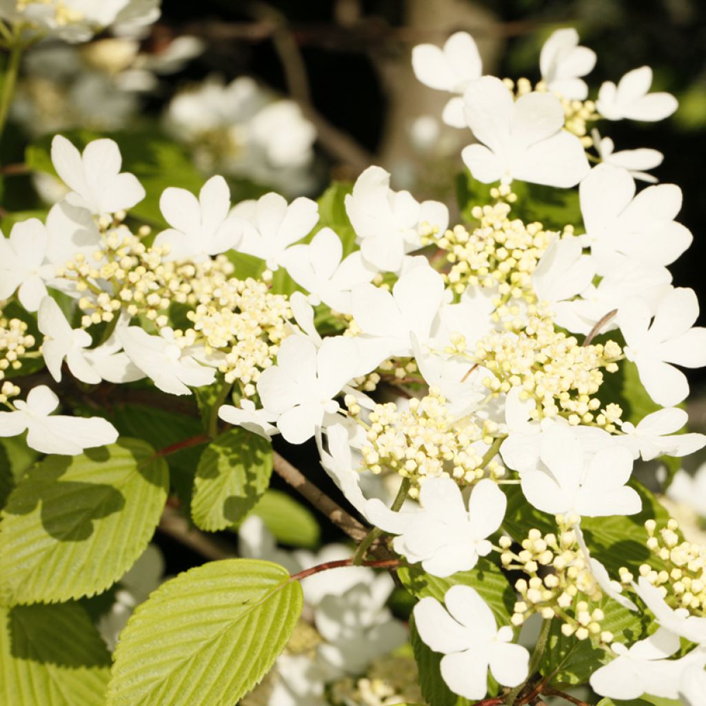 Viburnum plicatum f. tomentosum Cascade - Viburno-do-japão