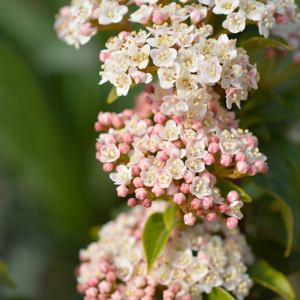 Viburnum tinus Eve Price - Folhado