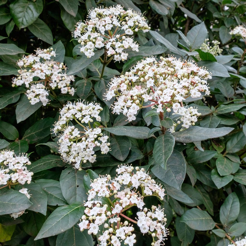 Viburnum tinus Eve Price - Folhado