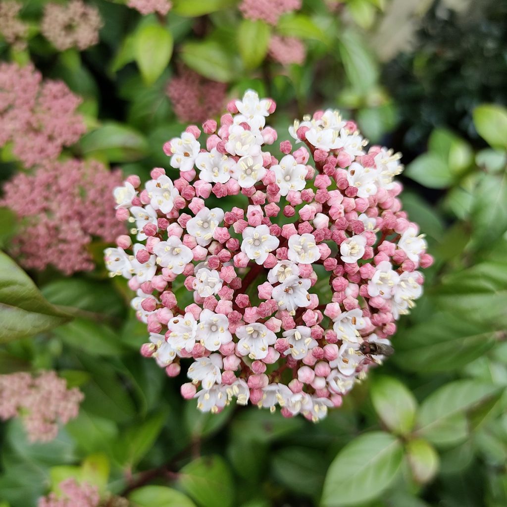 Viburnum tinus Eve Price - Folhado
