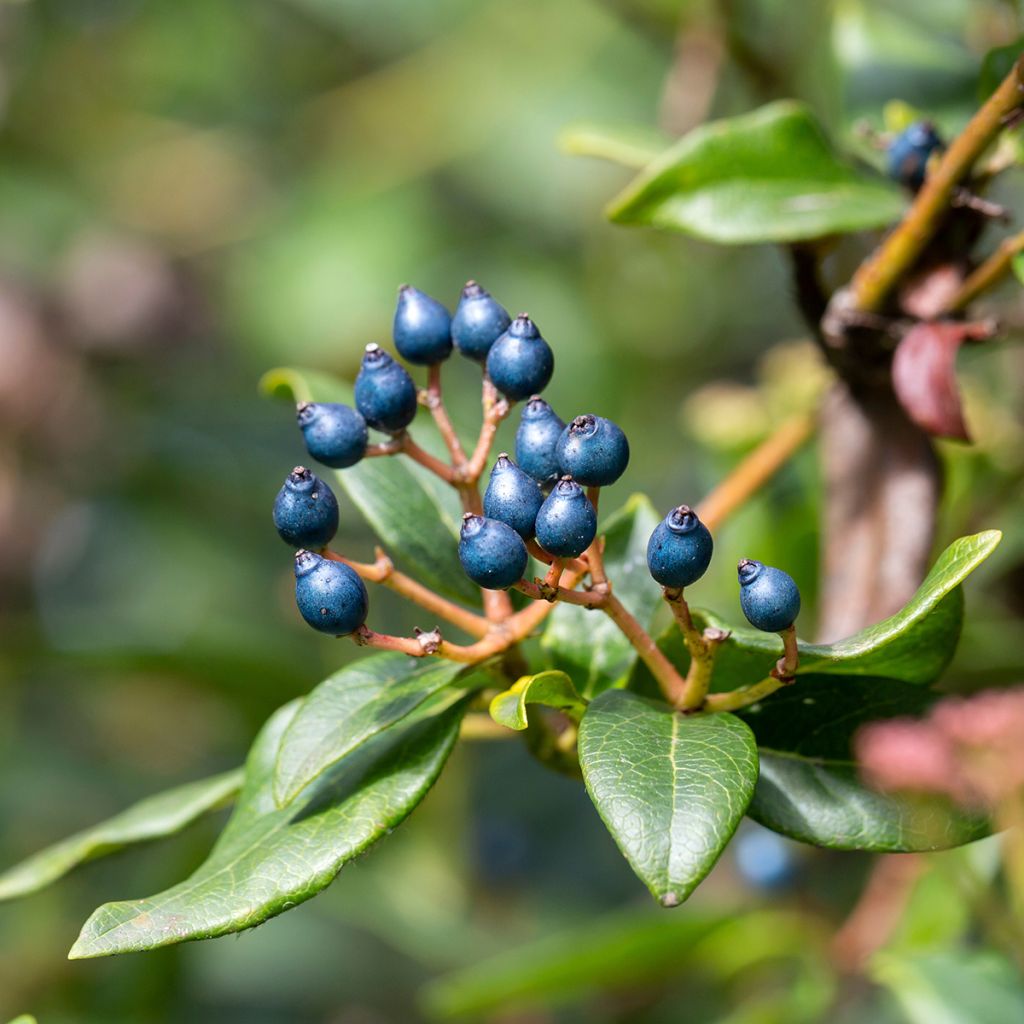 Viburnum tinus Eve Price - Folhado
