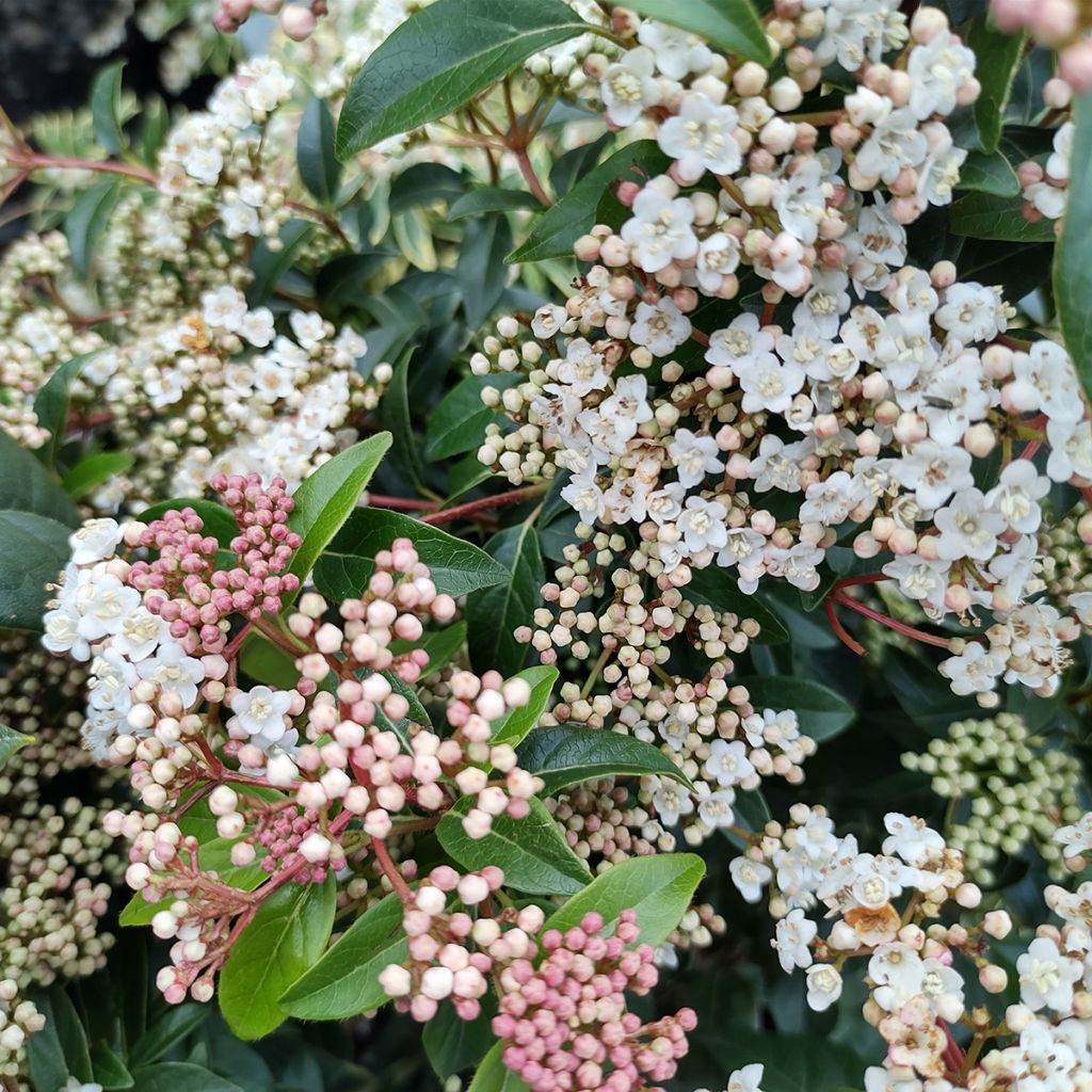 Viburnum tinus Eve Price - Folhado