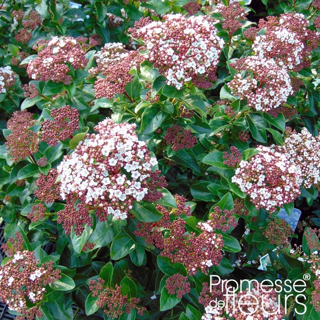 Viburnum tinus Gwenllian - Folhado