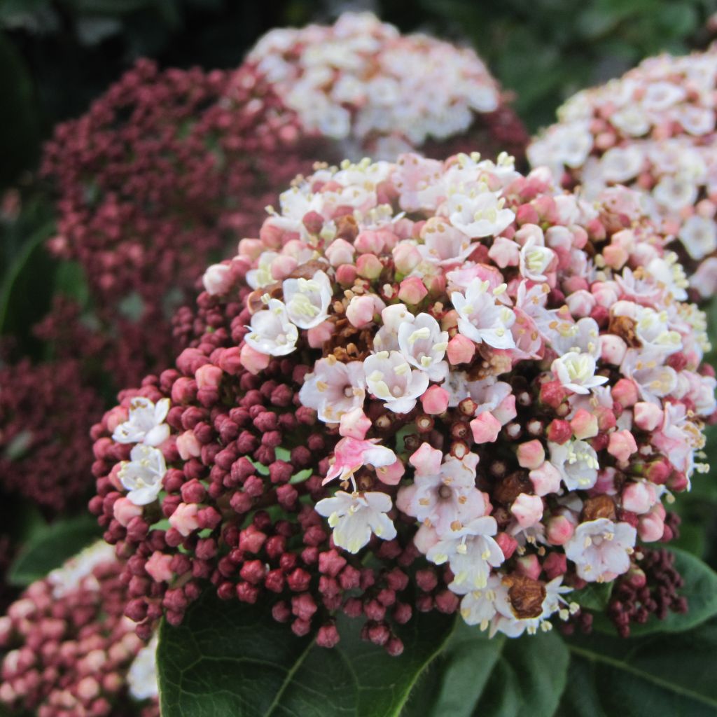Viburnum tinus Lisarose - Folhado