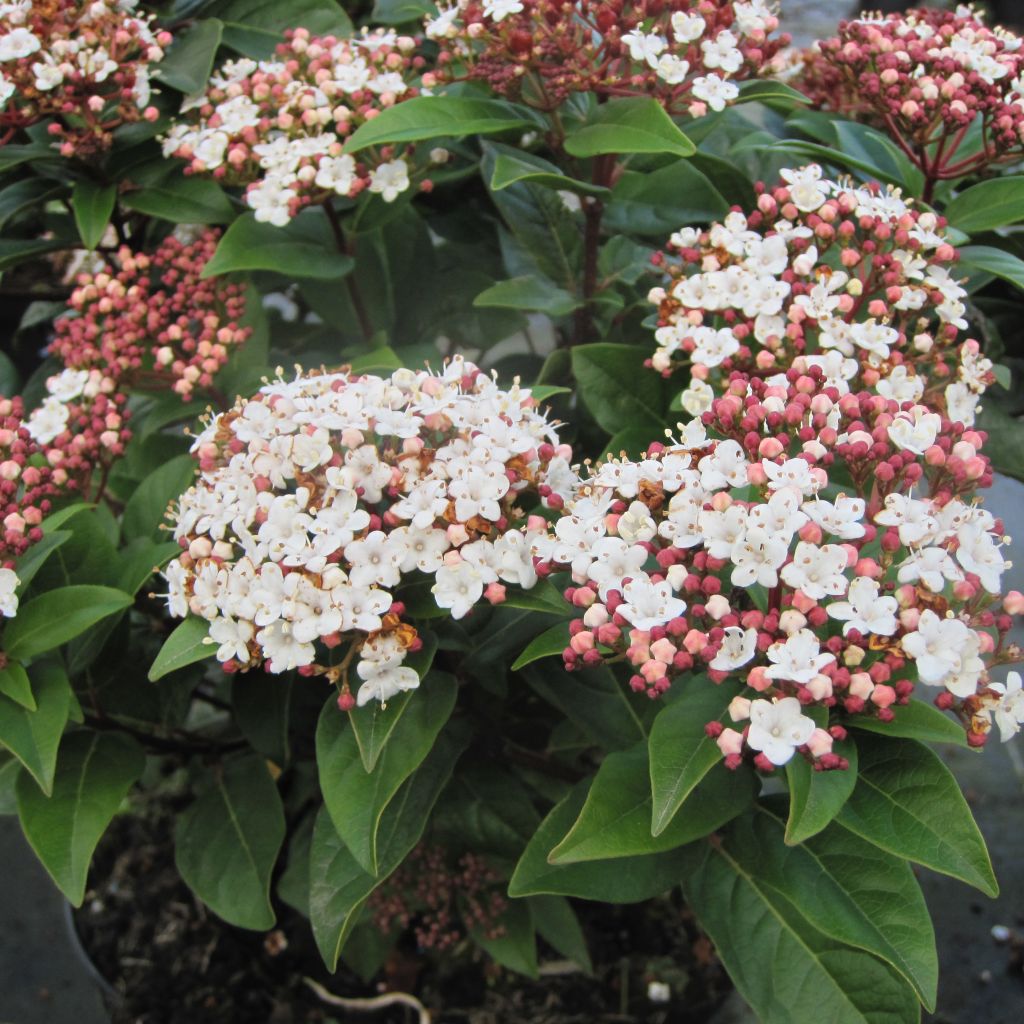 Viburnum tinus Lisarose - Folhado