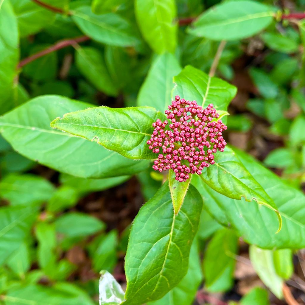 Viburnum tinus Lisarose - Folhado