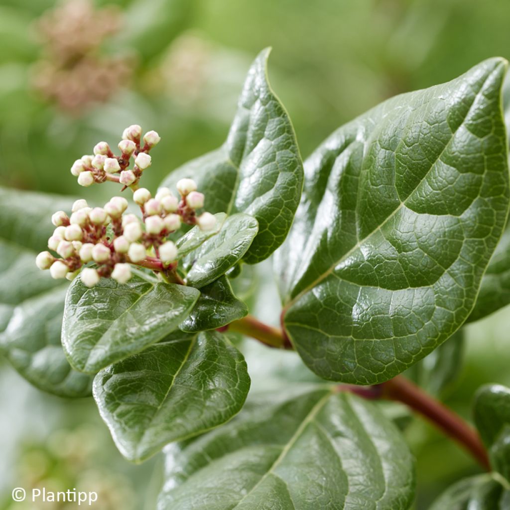Viburnum tinus Rock'n Rolla - Folhado