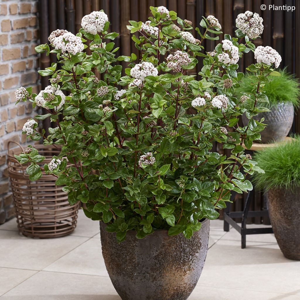Viburnum tinus Rock'n Rolla - Folhado