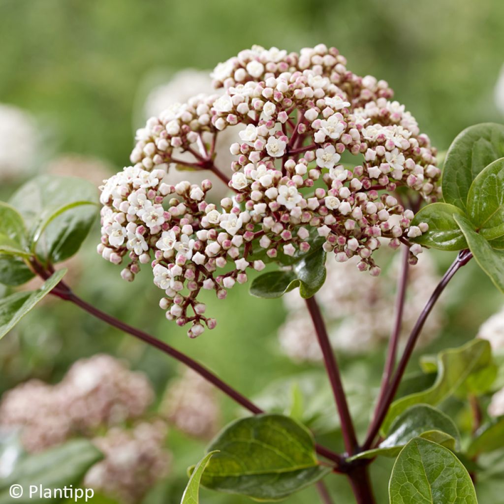 Viburnum tinus Rock'n Rolla - Folhado