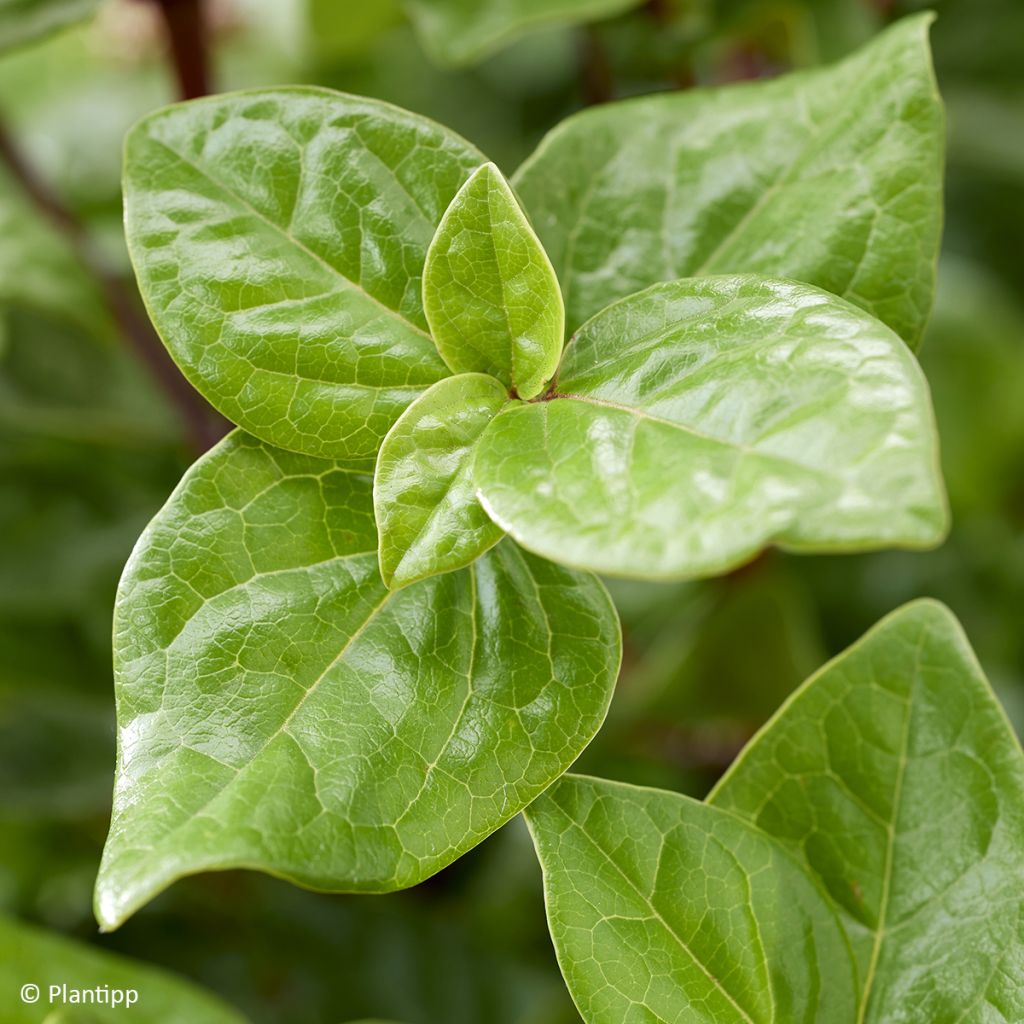 Viburnum tinus Rock'n Rolla - Folhado