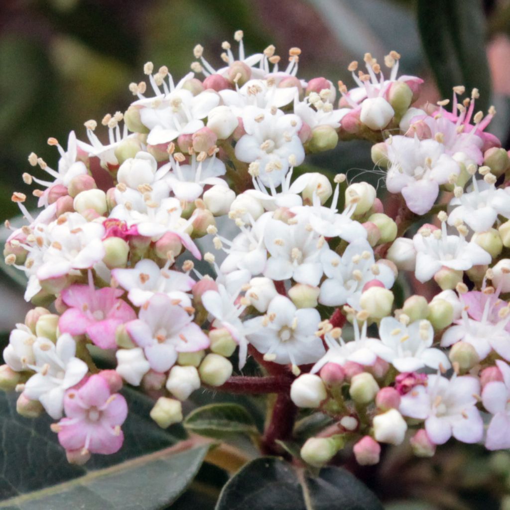 Viburnum tinus Spirit - Folhado