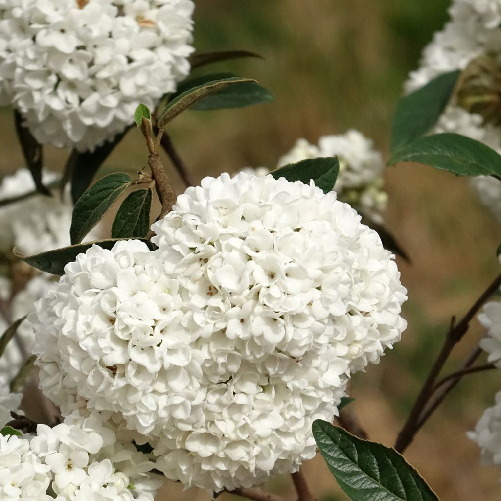 Viburnum Eskimo - Viburno