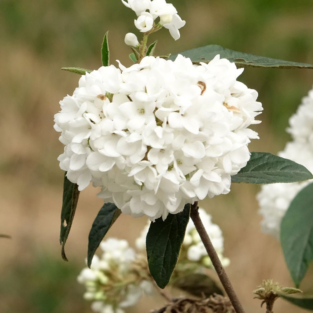 Viburnum Eskimo - Viburno