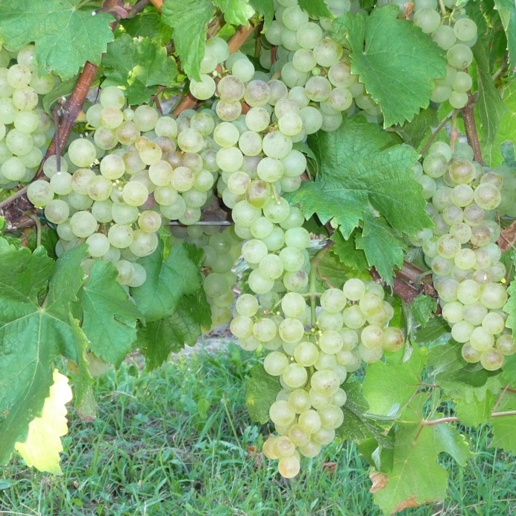Videira Chasselas Dourado - Vitis vinifera