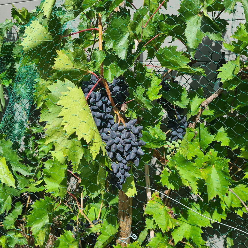 Videira Philipp - Vitis vinifera