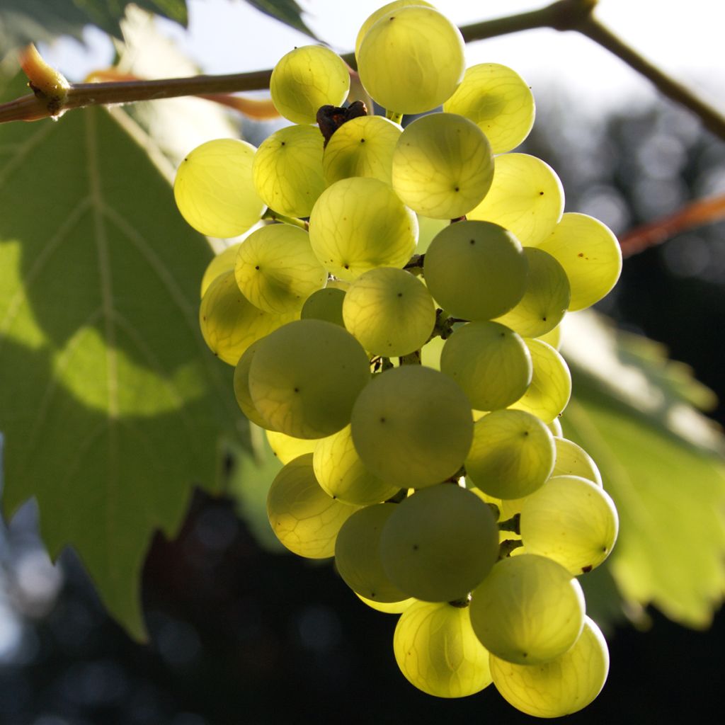 Videira Phoenix - Vitis vinifera