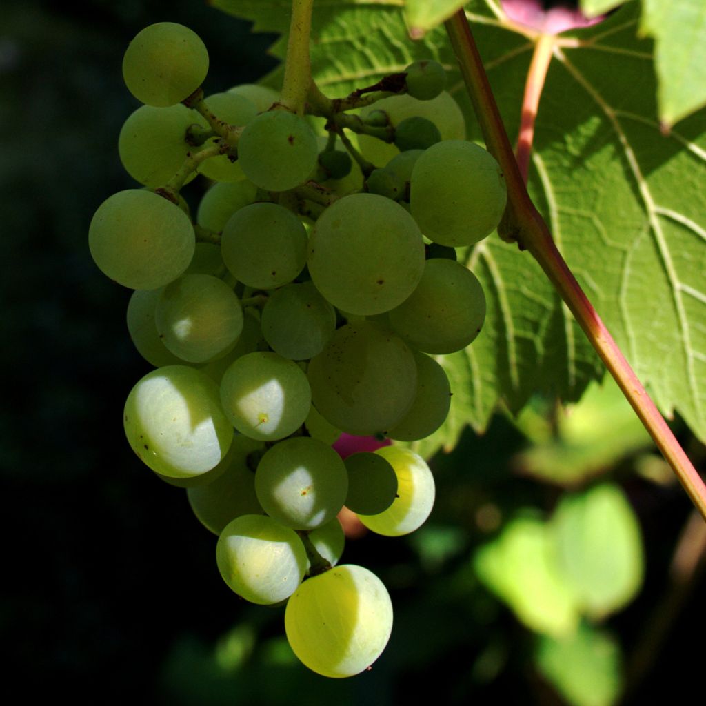 Videira Phoenix - Vitis vinifera