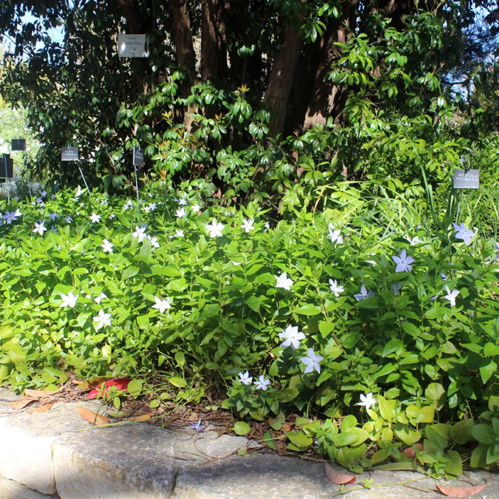 Pervinca-maior  - Vinca major