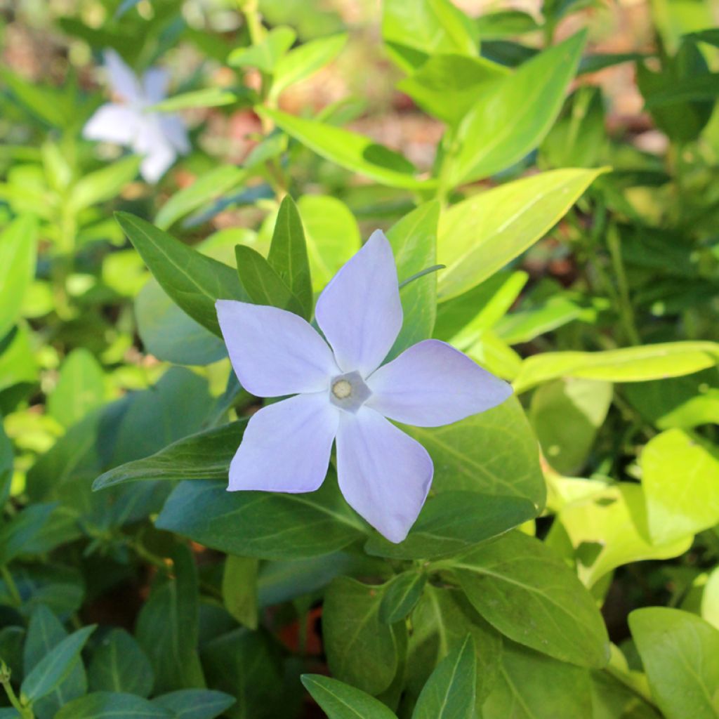 Pervinca-maior  - Vinca major