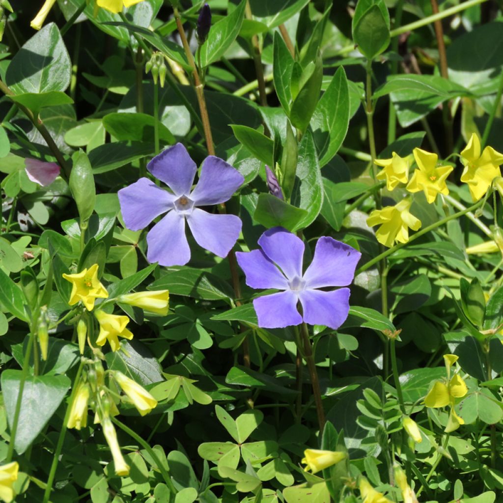Pervinca-maior  - Vinca major