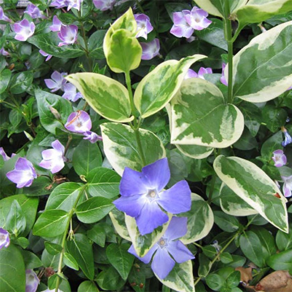Pervinca-maior Variegata