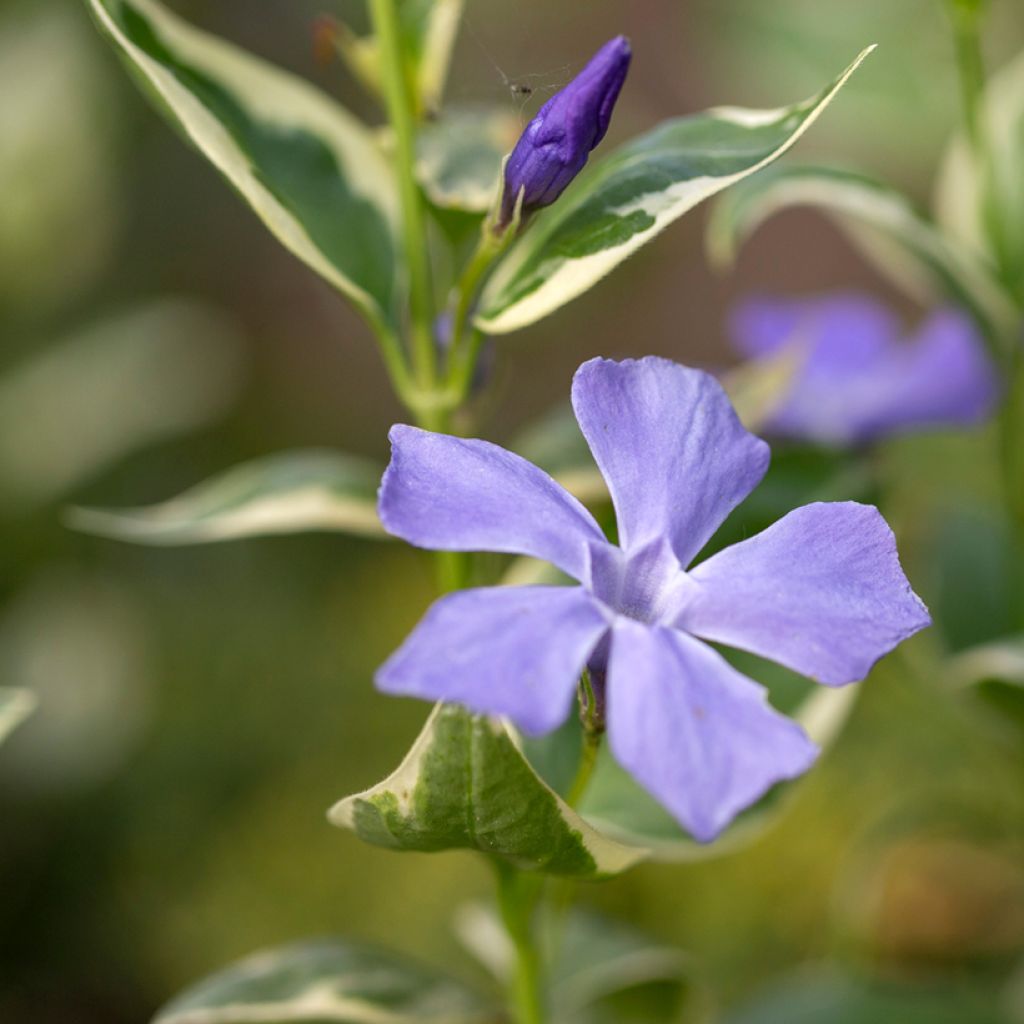 Pervinca-maior Variegata