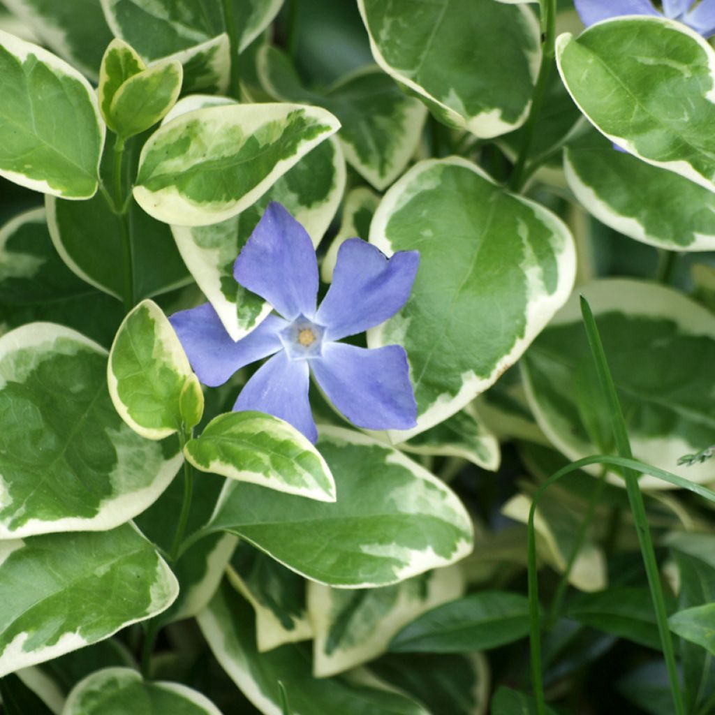 Pervinca-maior Variegata