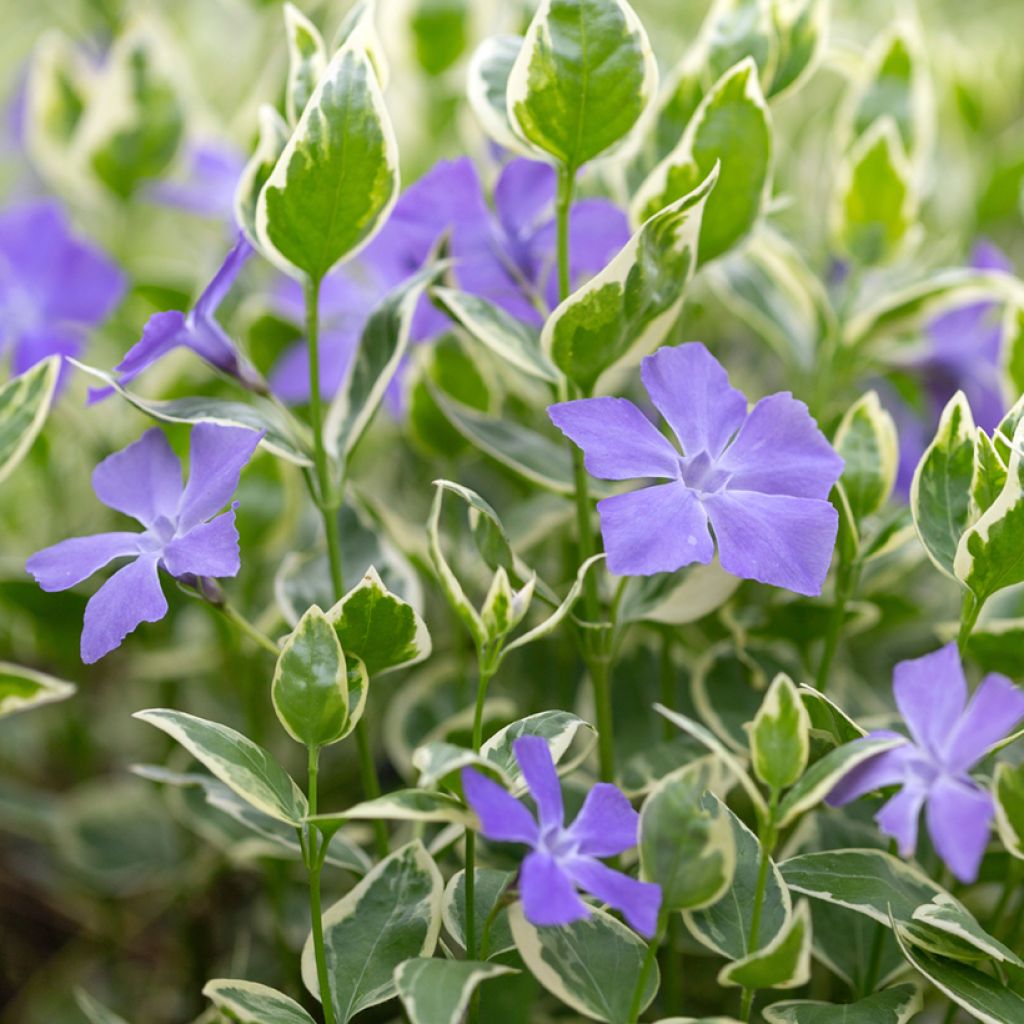 Vinca-menor Argenteovariegata
