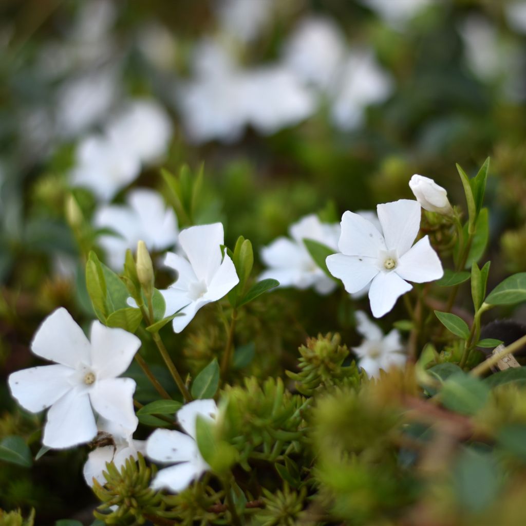 Vinca-menor Alba