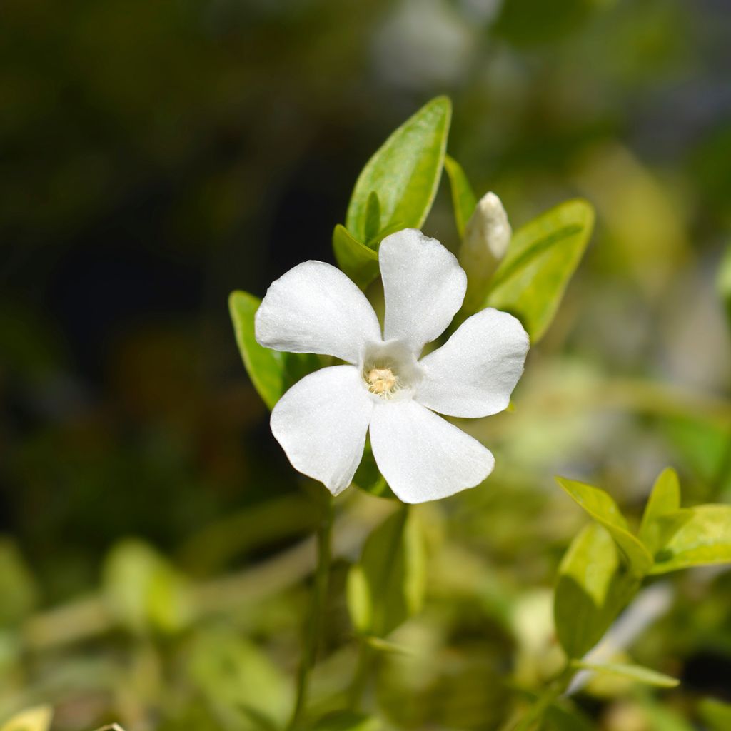 Vinca-menor Alba