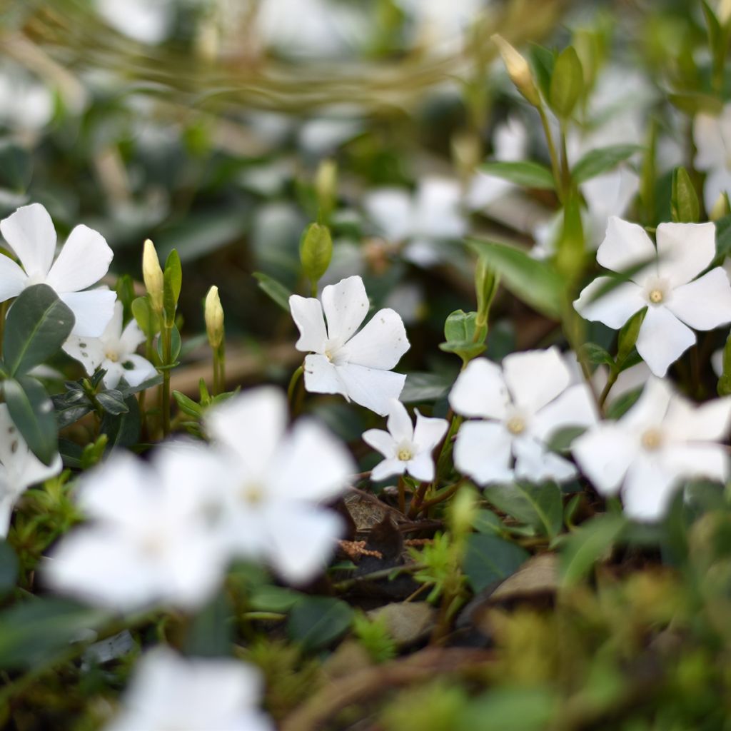 Vinca-menor Alba