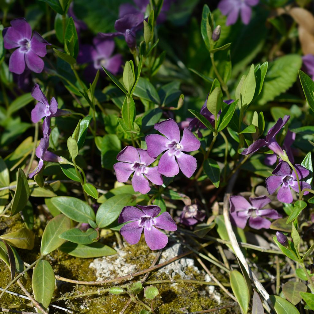Vinca-menor Atropurpurea