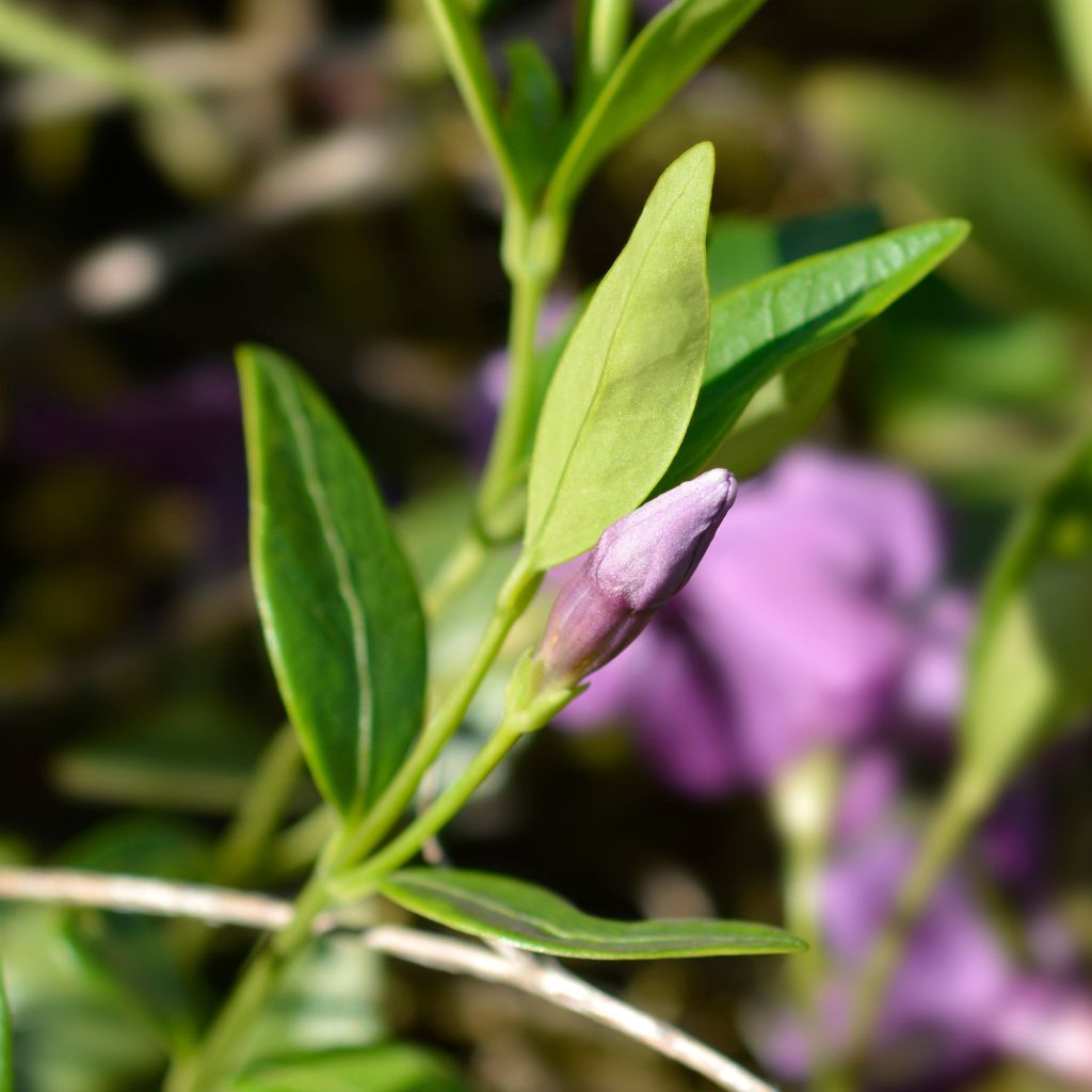 Vinca-menor Atropurpurea