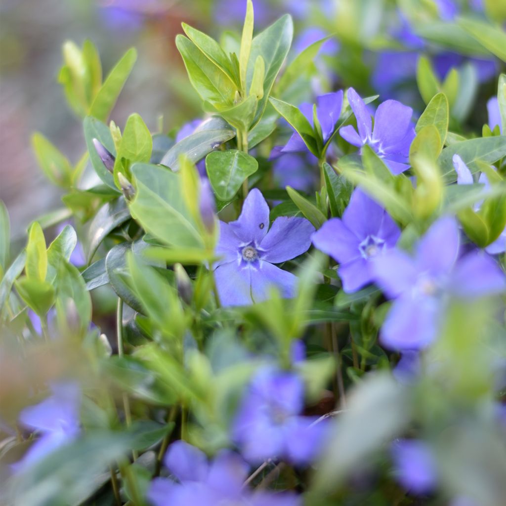 Vinca-menor  - Vinca minor