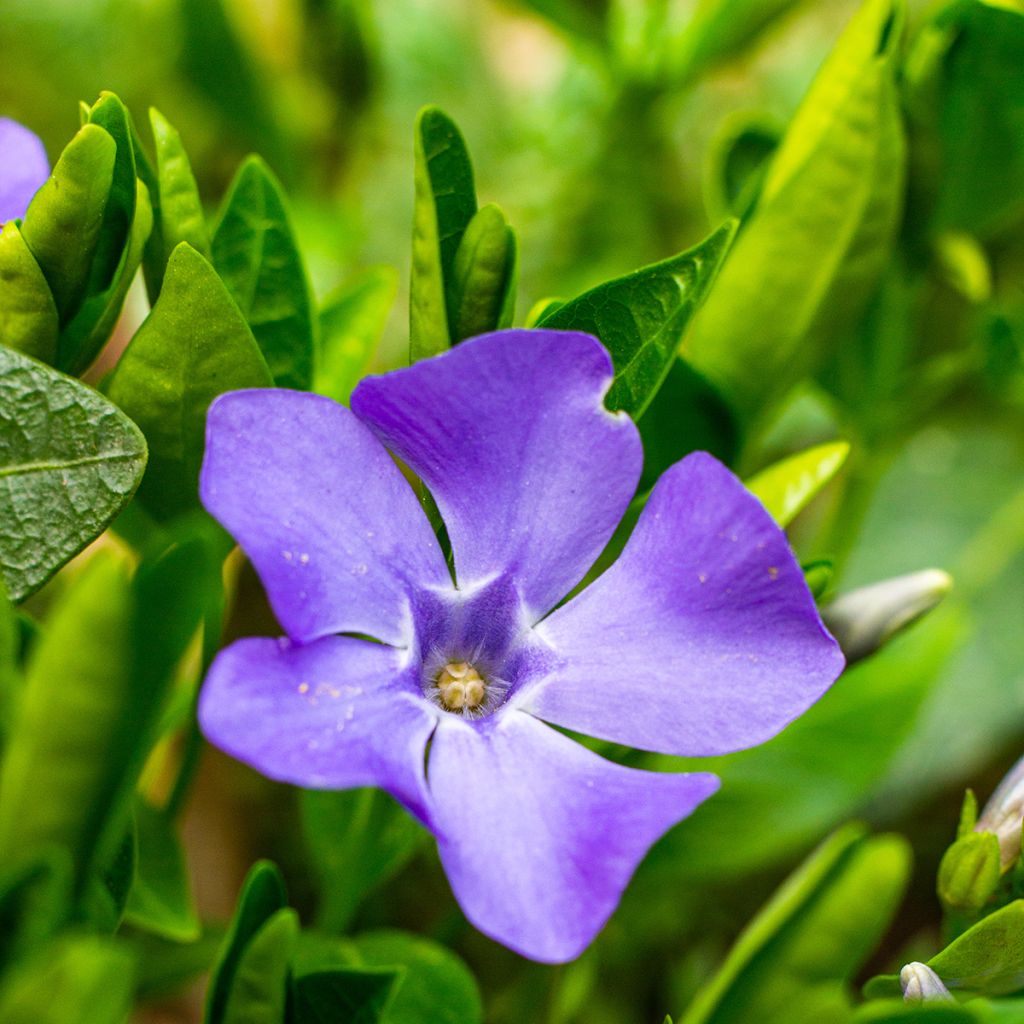 Vinca-menor  - Vinca minor