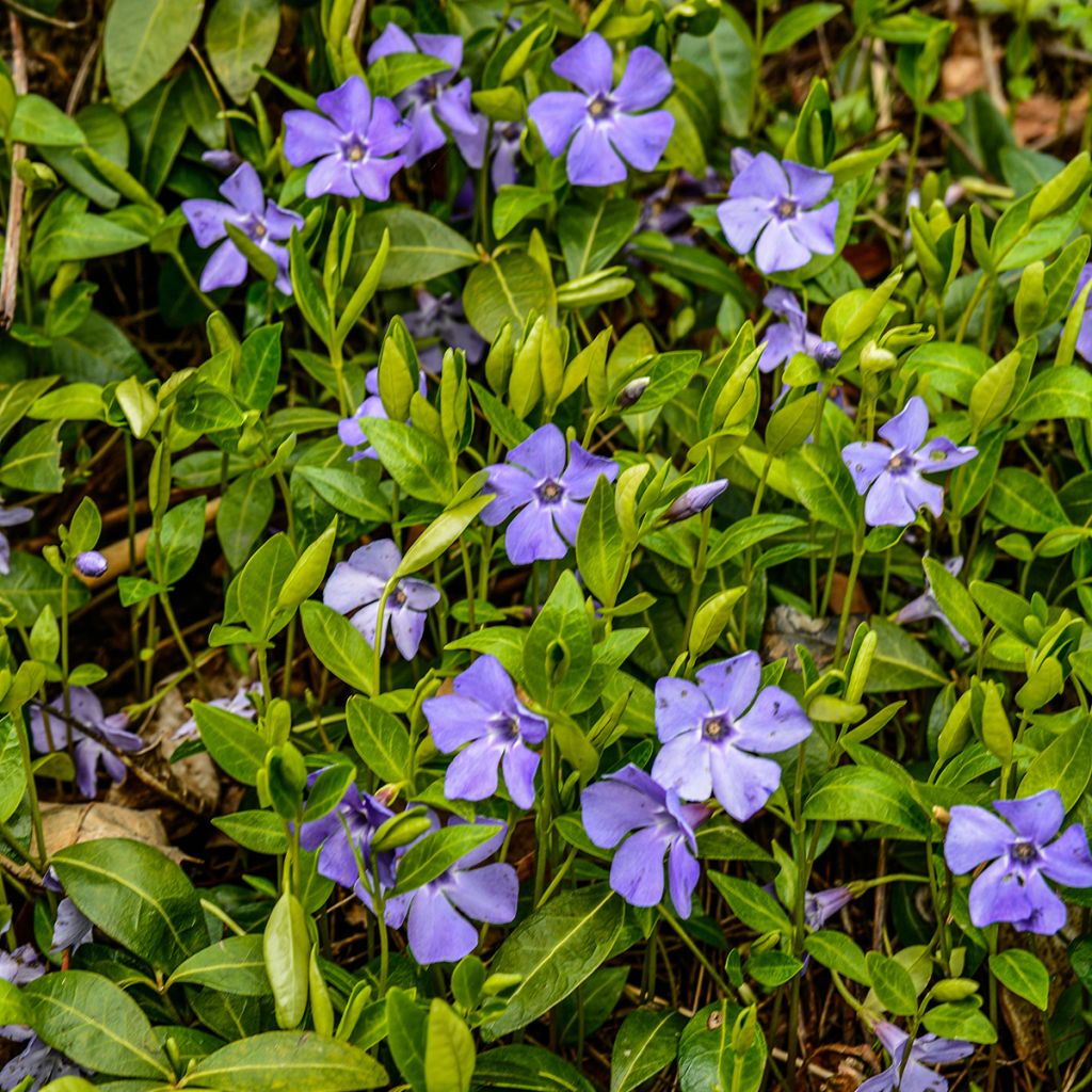 Vinca-menor  - Vinca minor