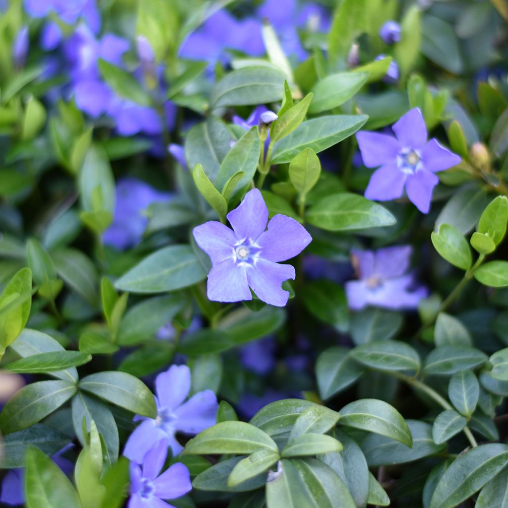 Vinca-menor  - Vinca minor