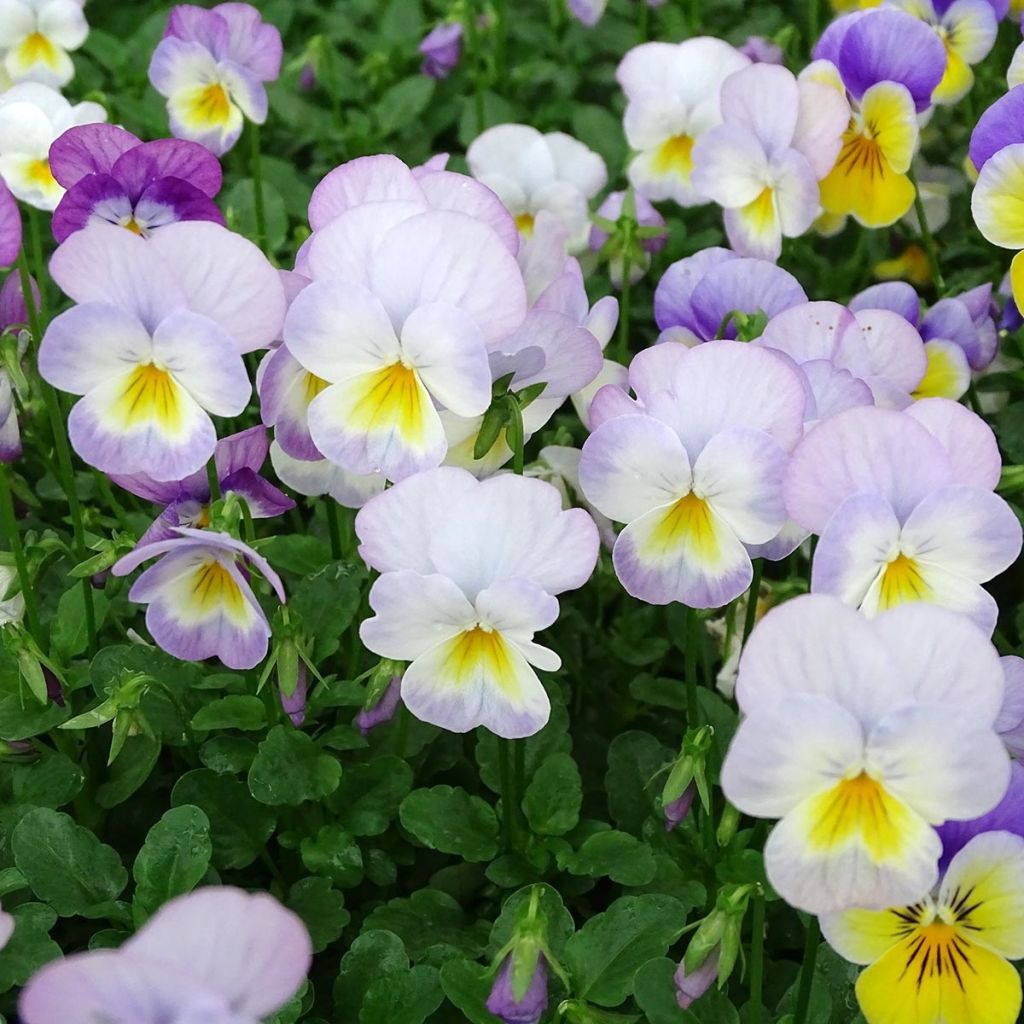 Viola cornuta Floral Power Soft Pink F1