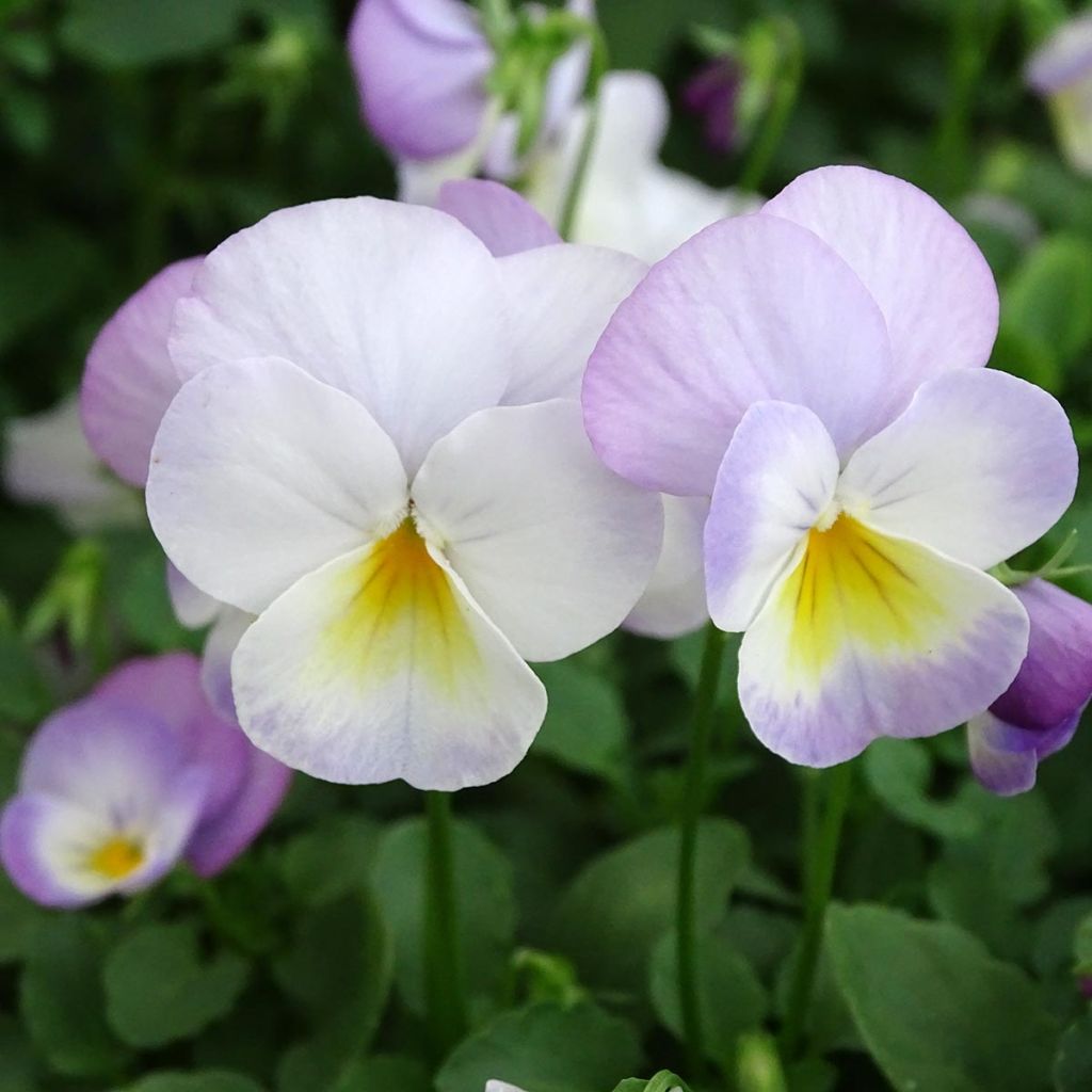 Viola cornuta Floral Power Soft Pink F1