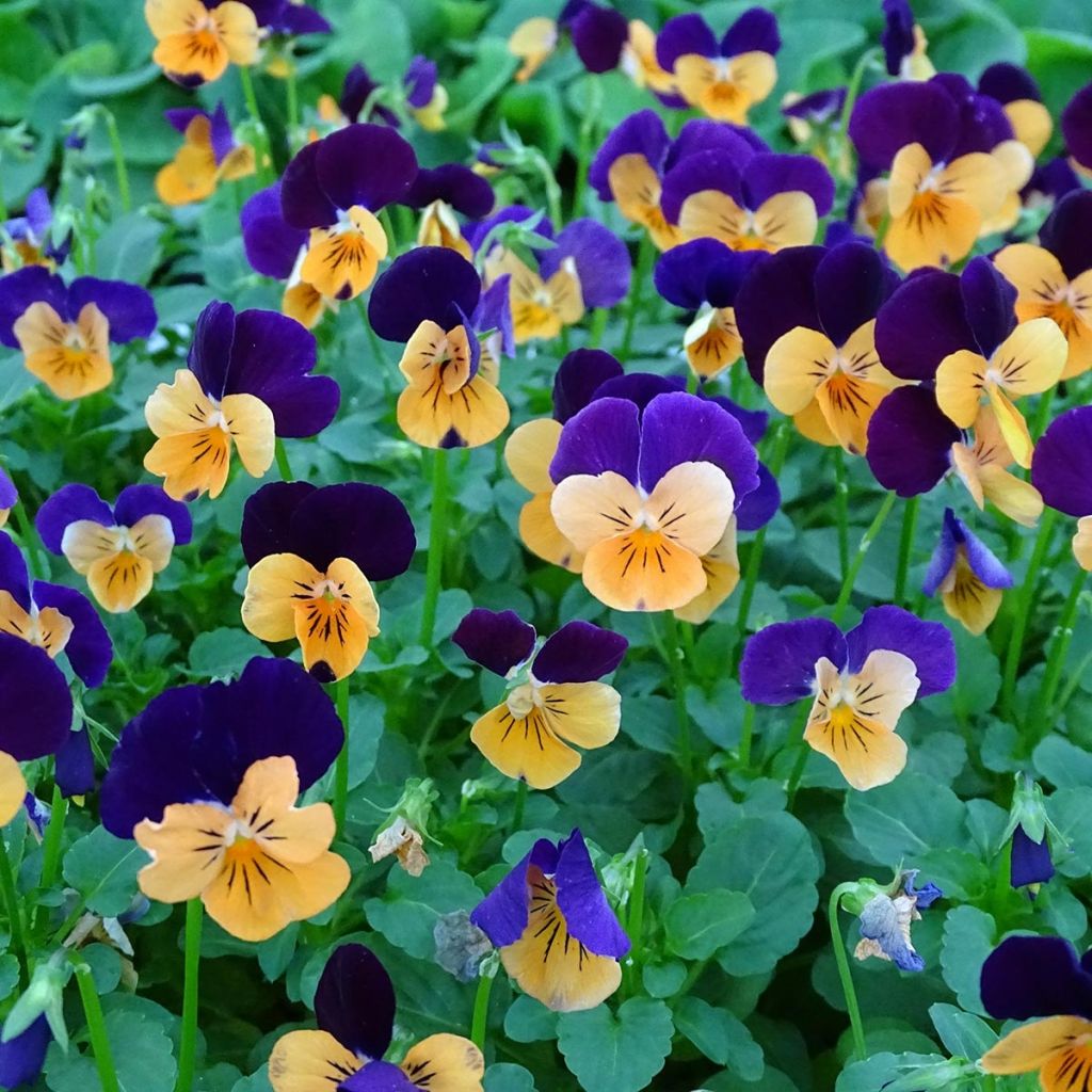 Viola cornuta Butterfly Orange and Purple