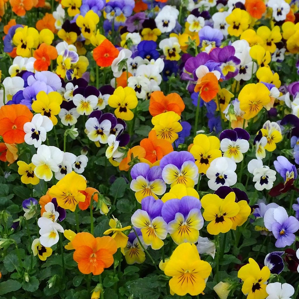 Viola cornuta Butterfly Mix
