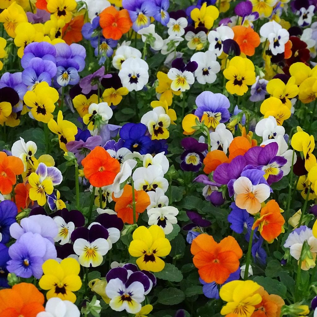 Viola cornuta Butterfly Mix