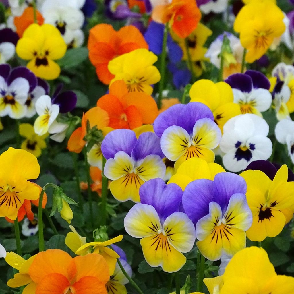 Viola cornuta Butterfly Mix
