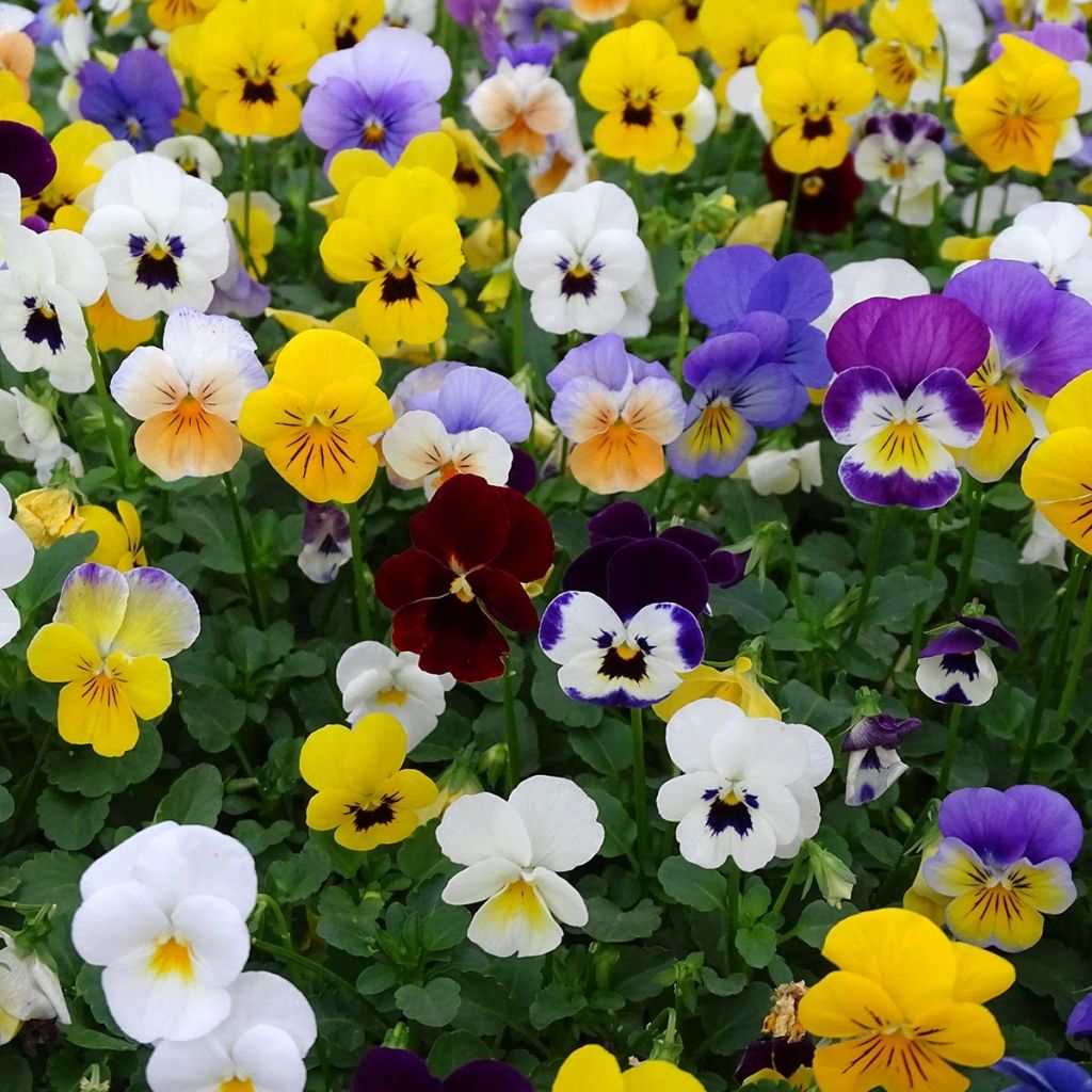 Viola cornuta Butterfly Mix
