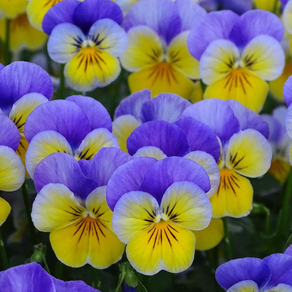 Viola cornuta F1 Kitty Surprise