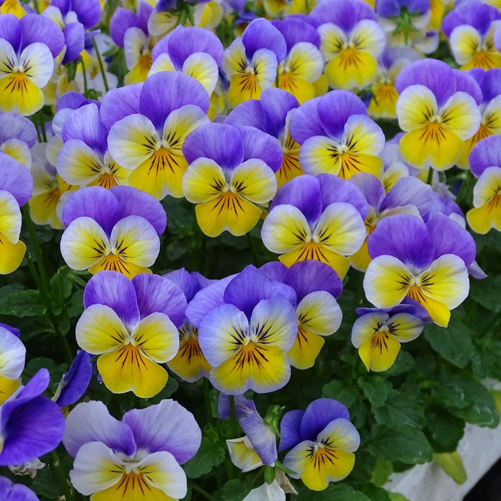 Viola cornuta F1 Kitty Surprise
